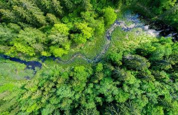 River in forest