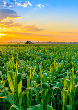 cornfield sunset